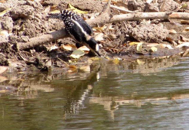 White-fronted Woodpecker - ML641907189