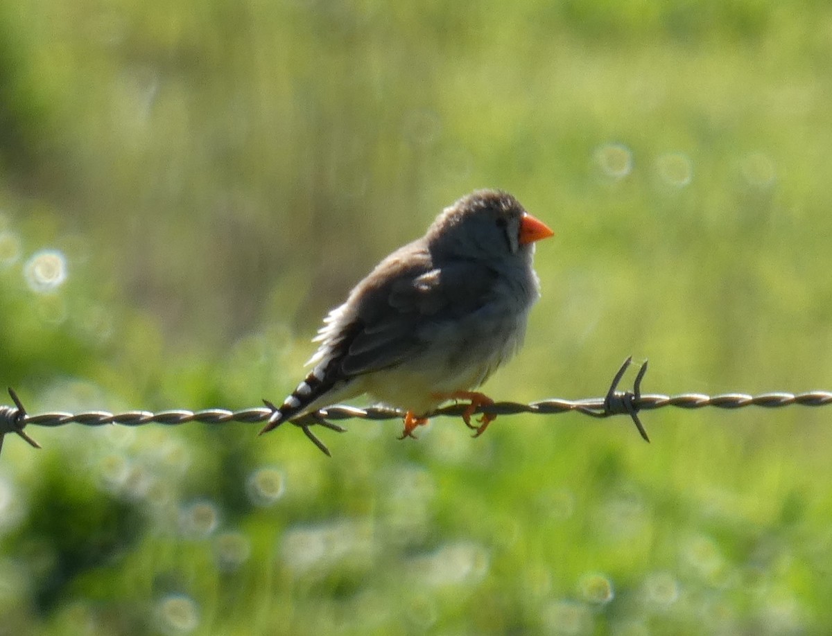 Zebra Finch - ML641907192