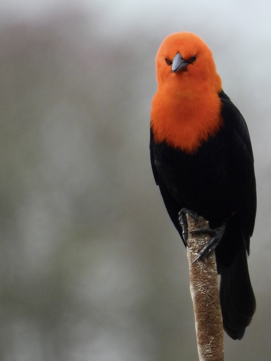 Scarlet-headed Blackbird - ML641907196