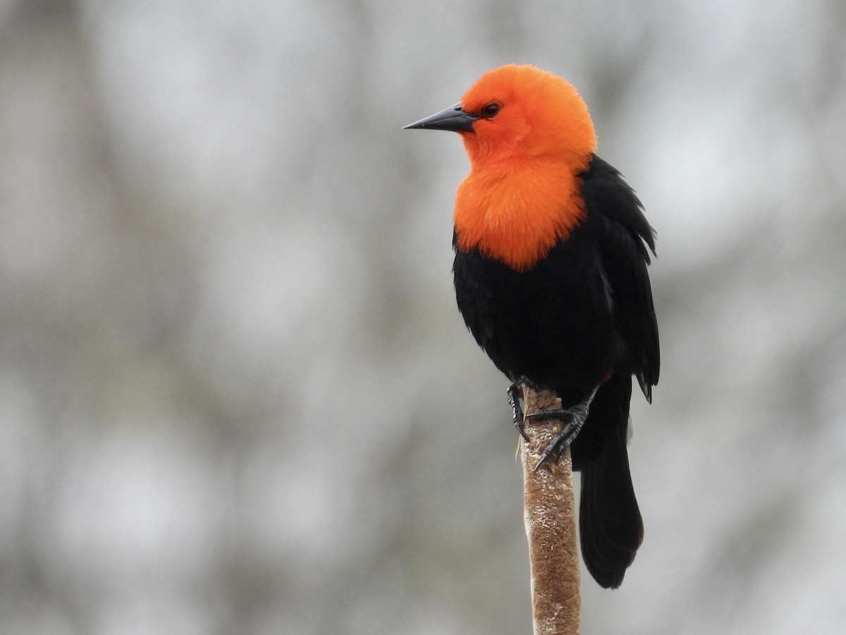 Scarlet-headed Blackbird - ML641907199