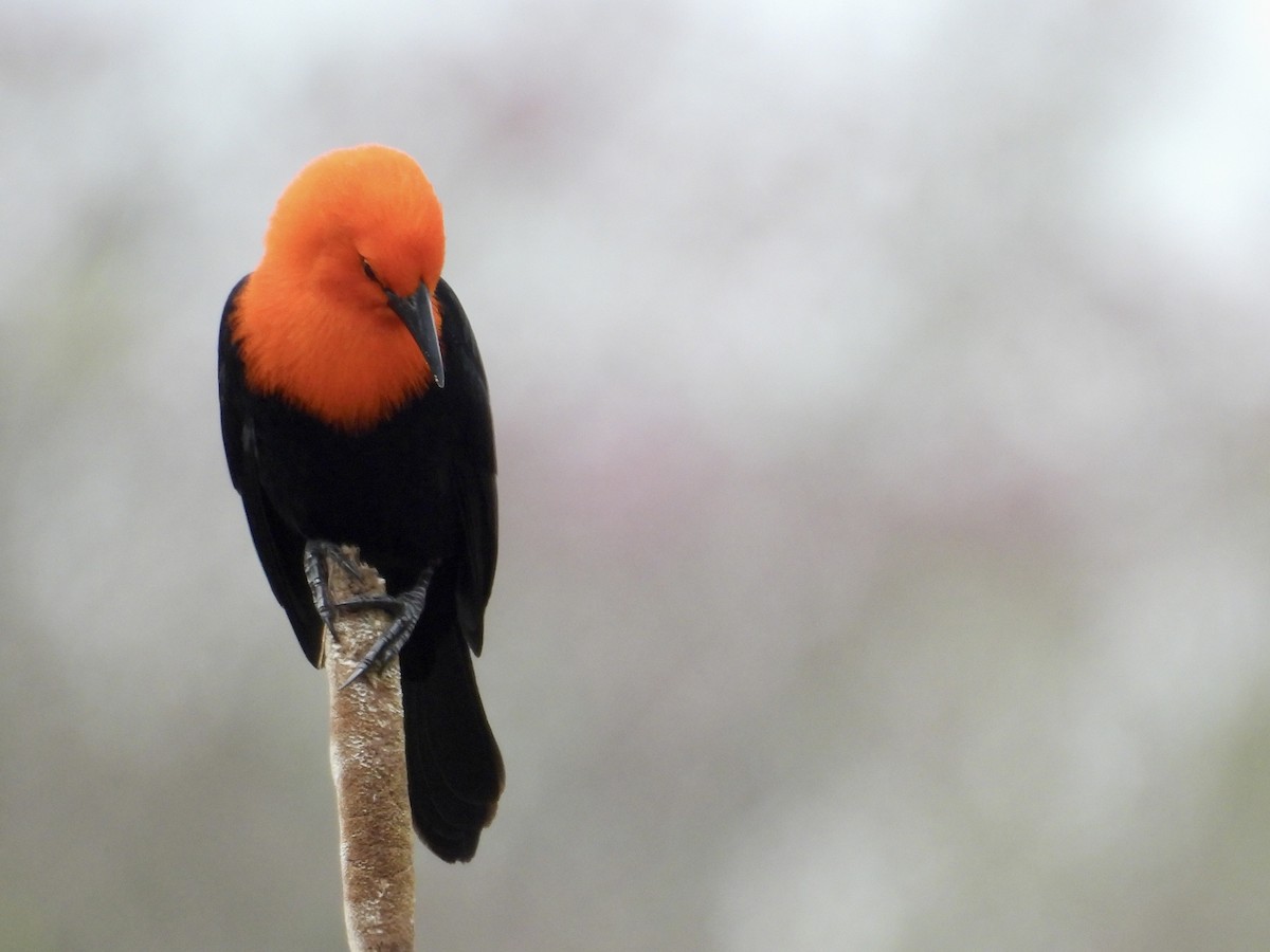 Scarlet-headed Blackbird - ML641907200