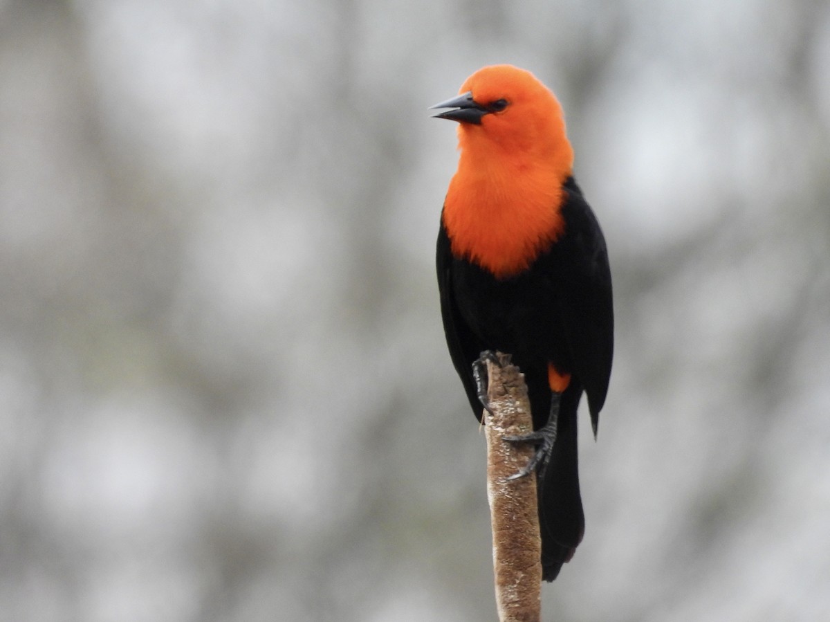 Scarlet-headed Blackbird - ML641907201