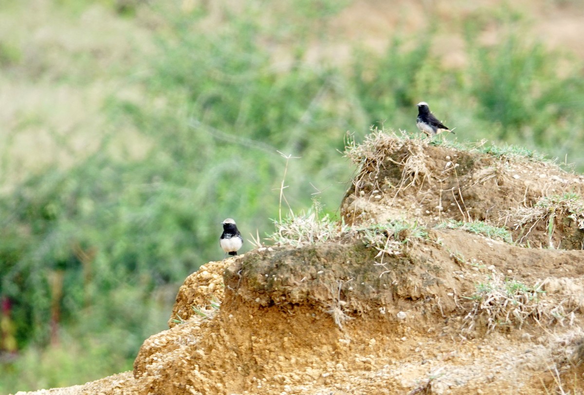 Abyssinian Wheatear - ML641907202