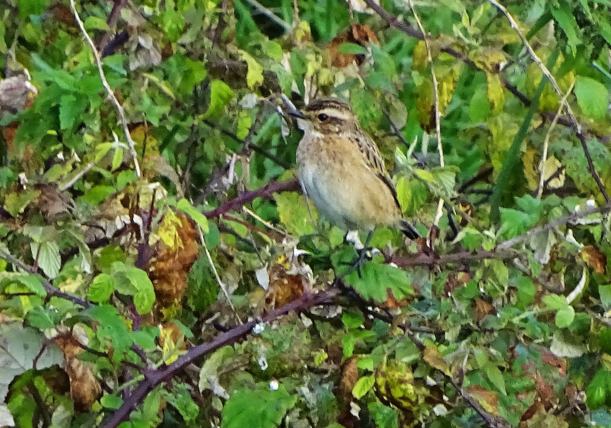 Whinchat - ML641907208
