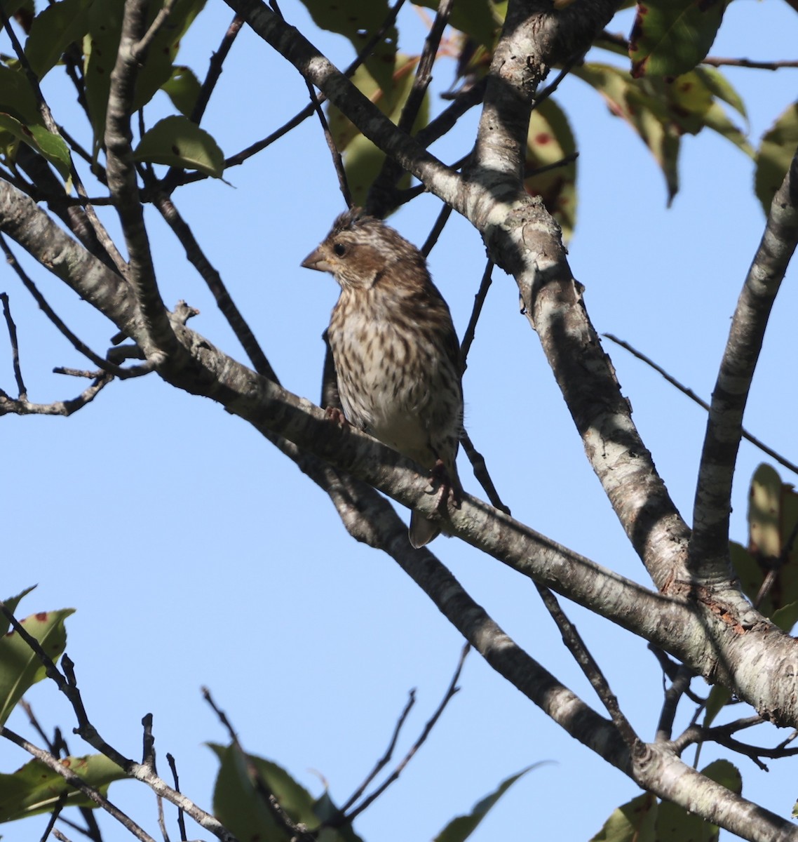 Purple Finch - ML641907213