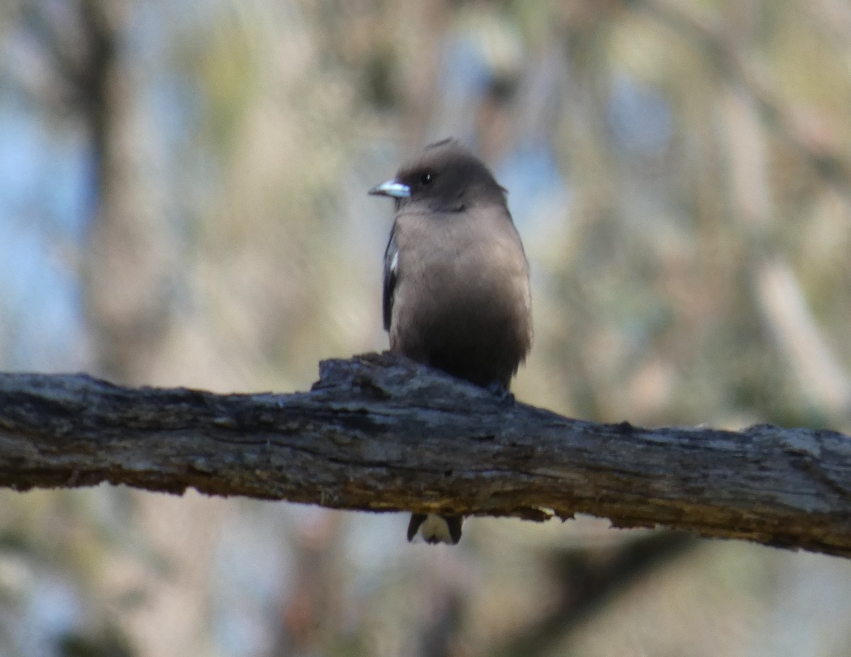 Dusky Woodswallow - ML641907217