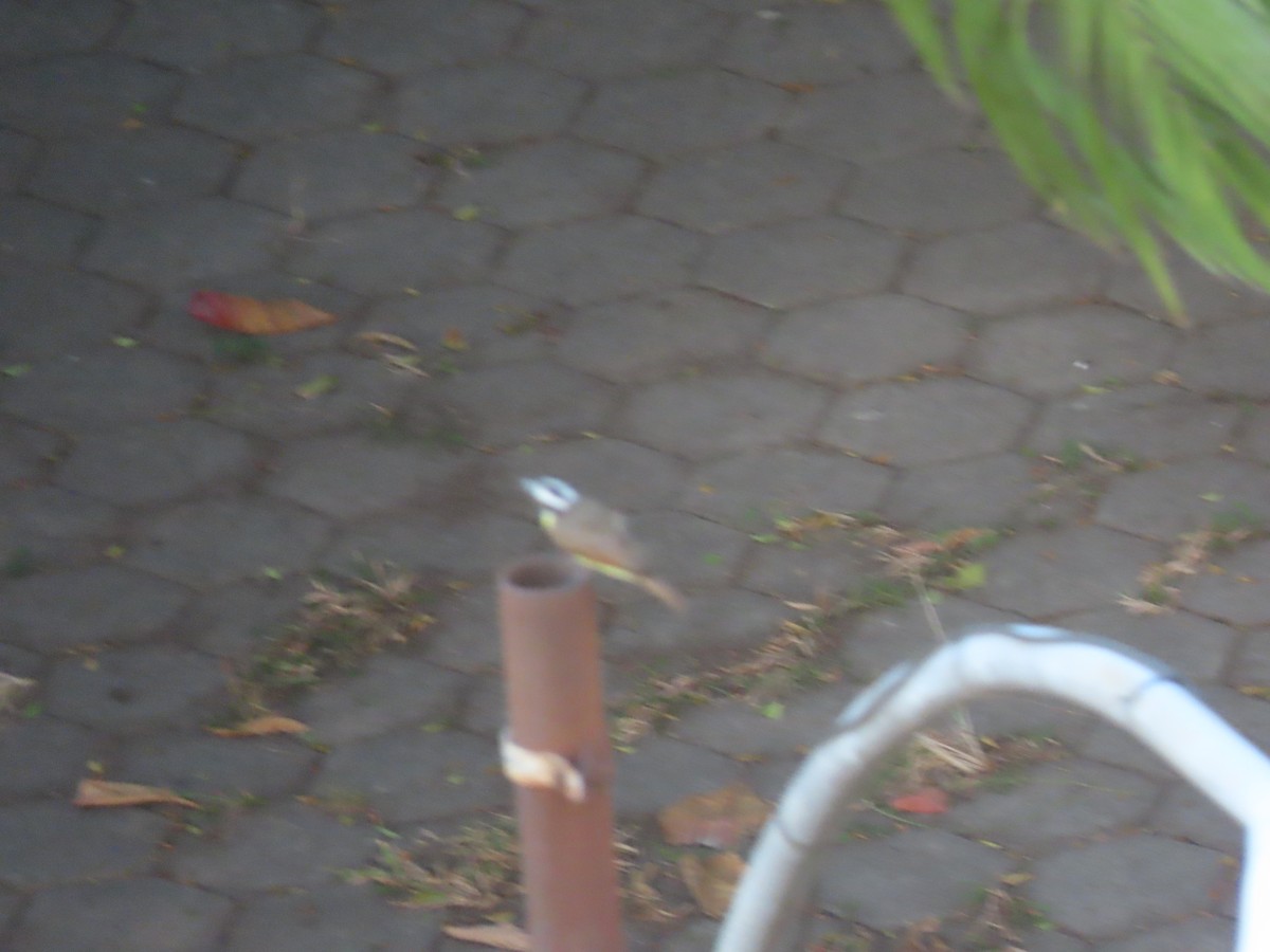 Social Flycatcher - ML641907218