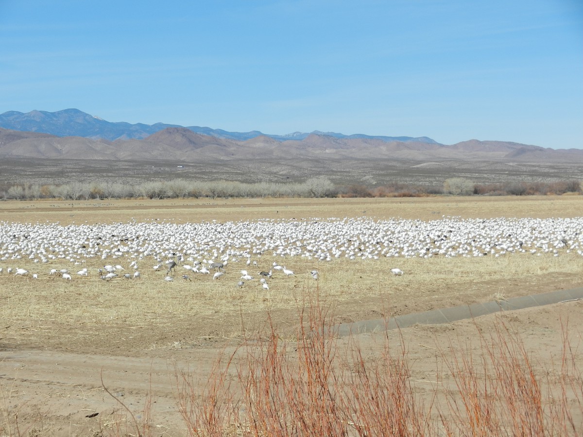 Snow Goose - ML641907222