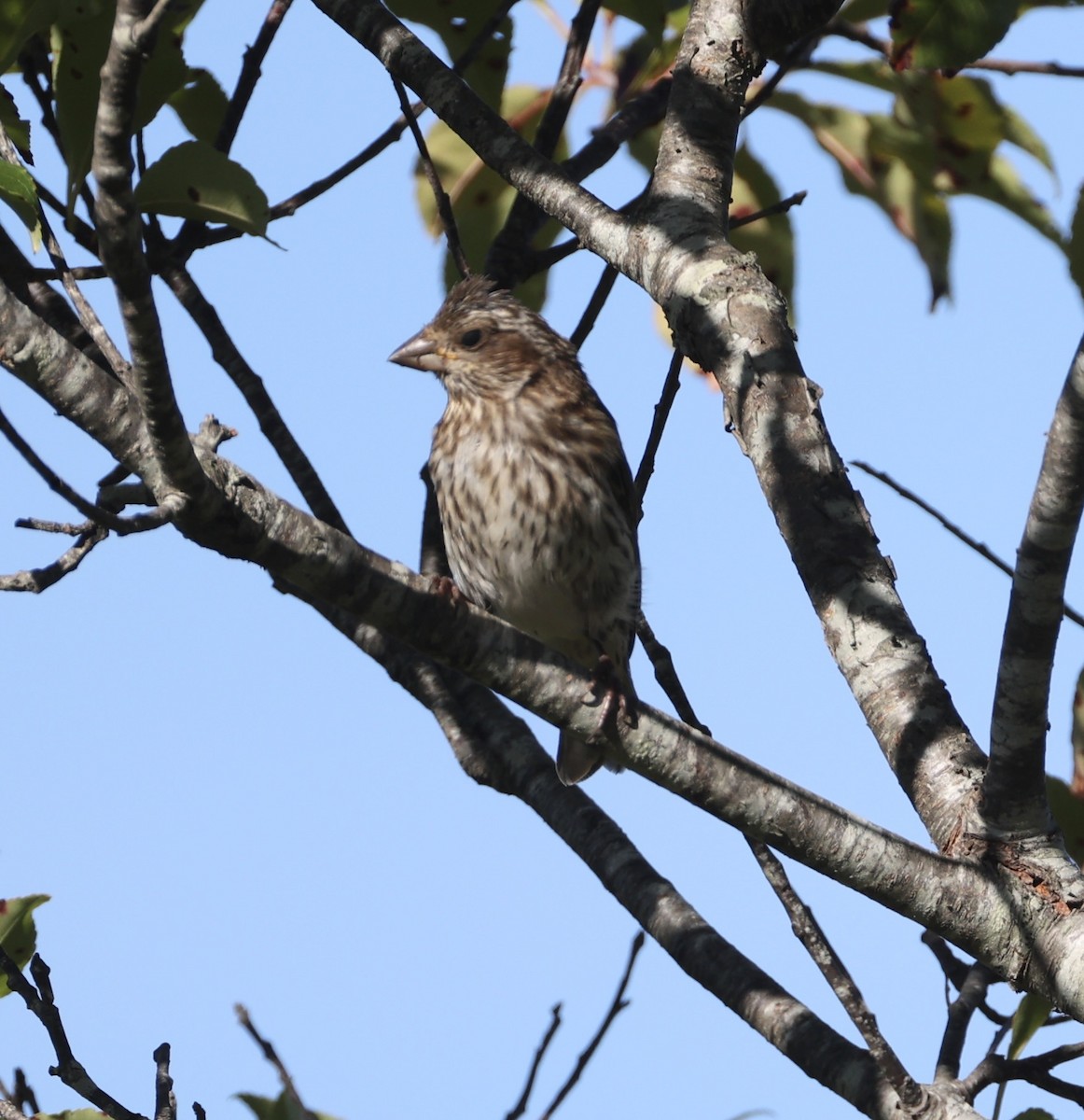 Purple Finch - ML641907224