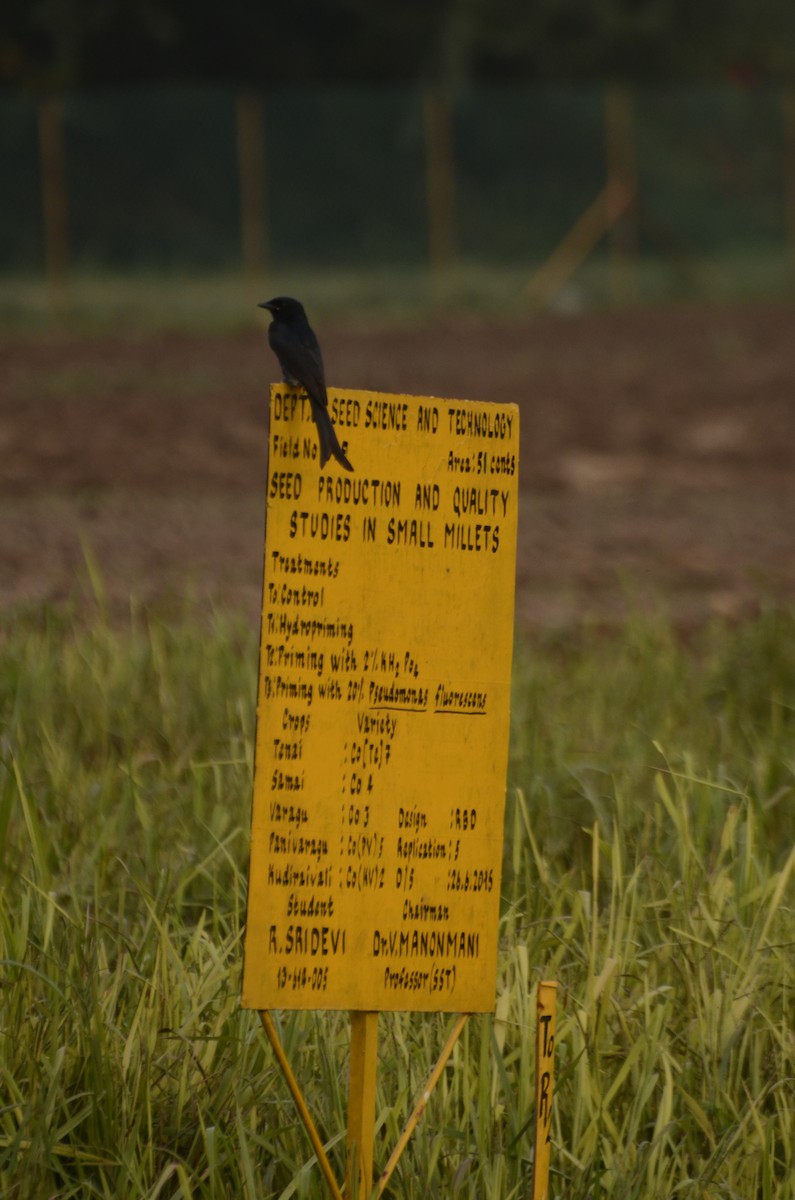Black Drongo - ML641907226