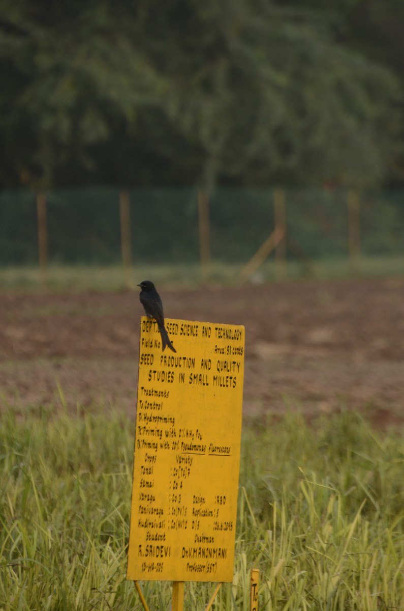 Black Drongo - ML641907229