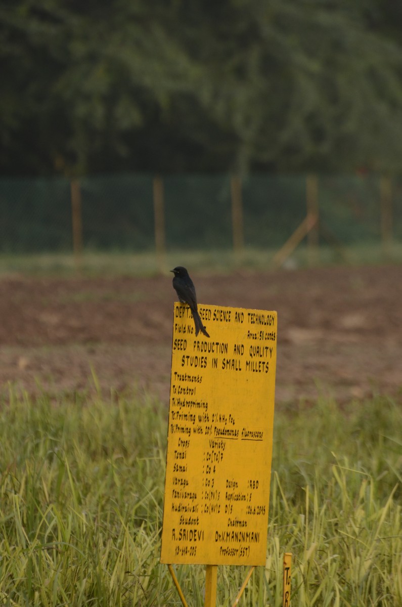 Black Drongo - ML641907230