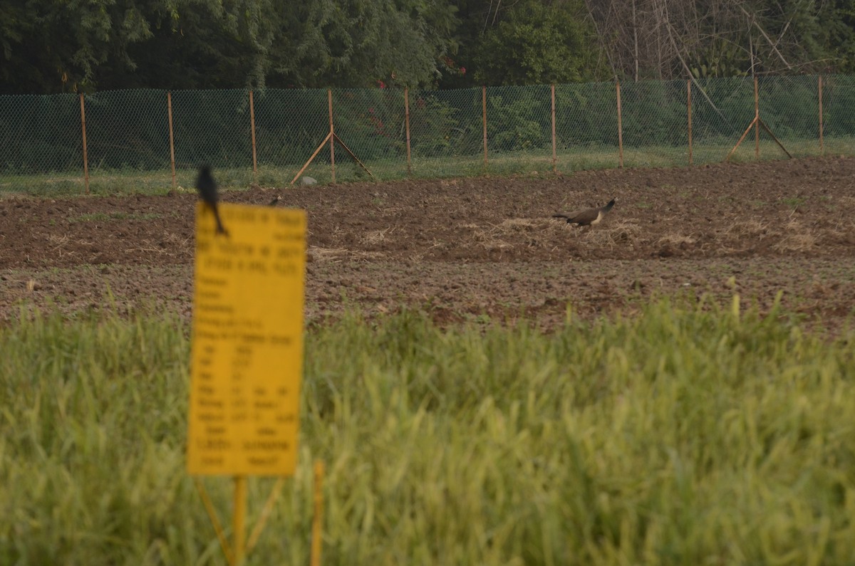 Indian Peafowl - ML641907239