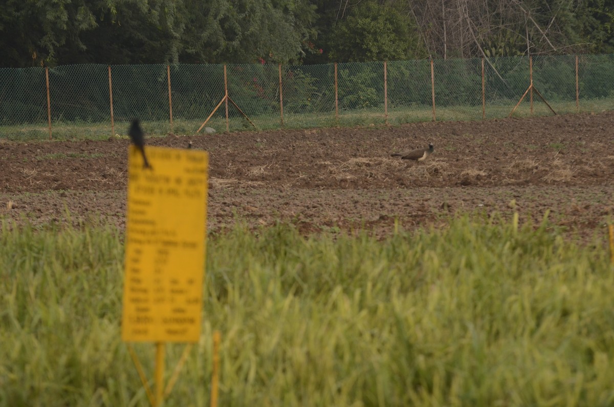 Indian Peafowl - ML641907240