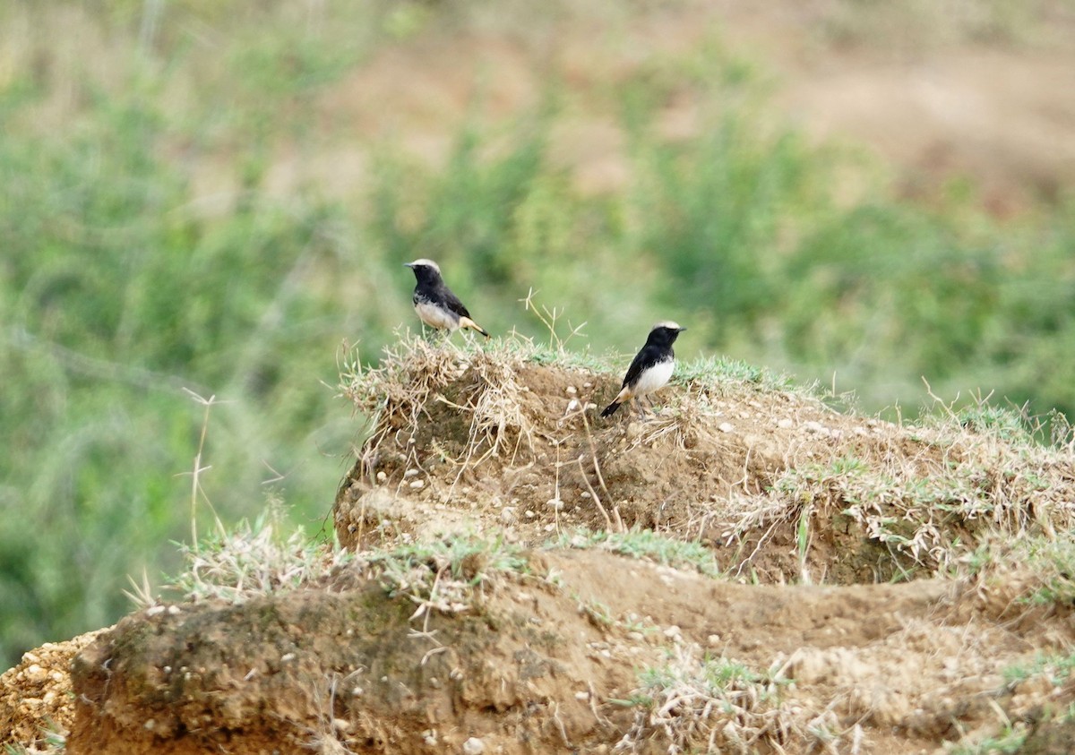 Abyssinian Wheatear - ML641907271