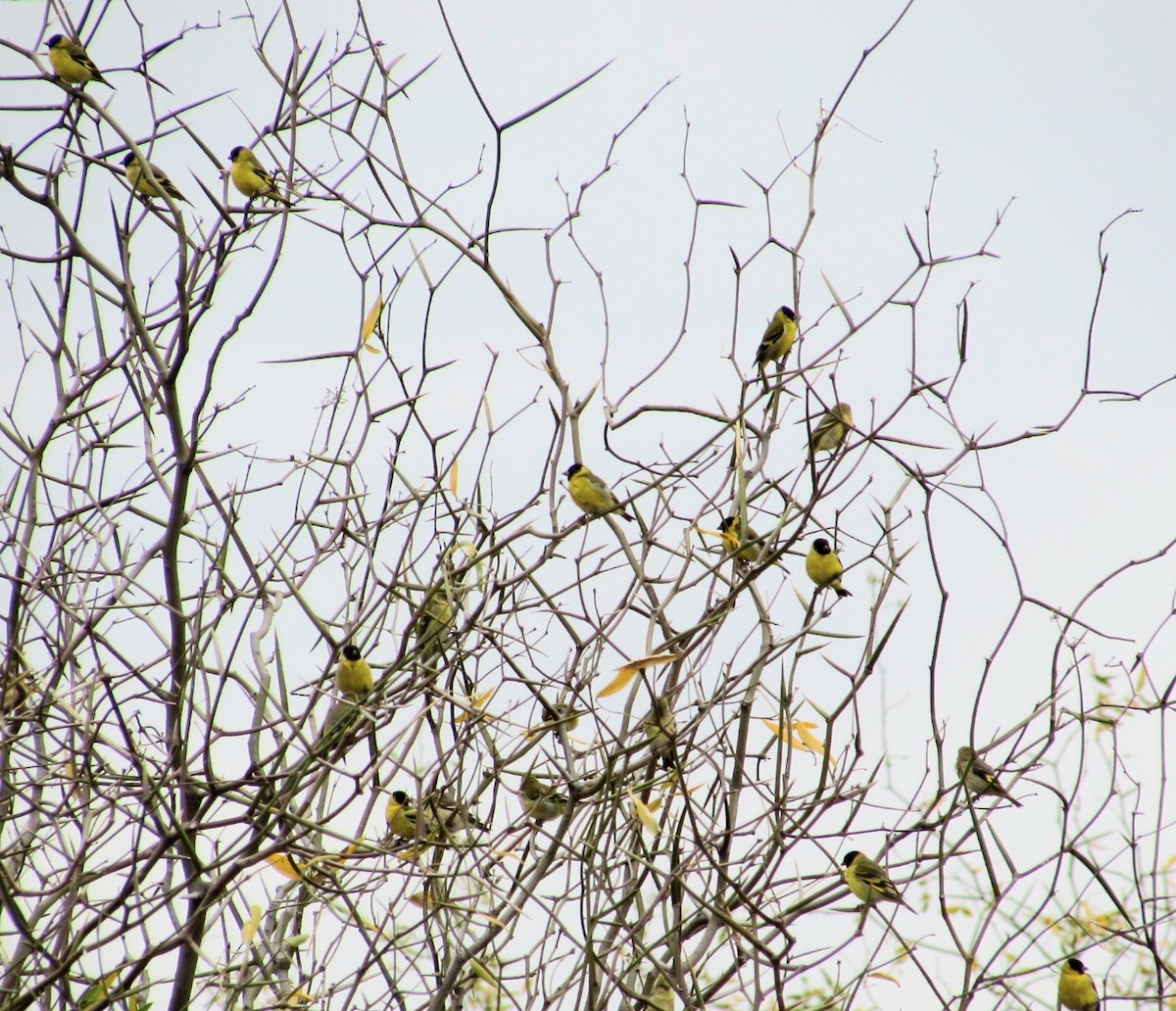 Hooded Siskin - ML641907278