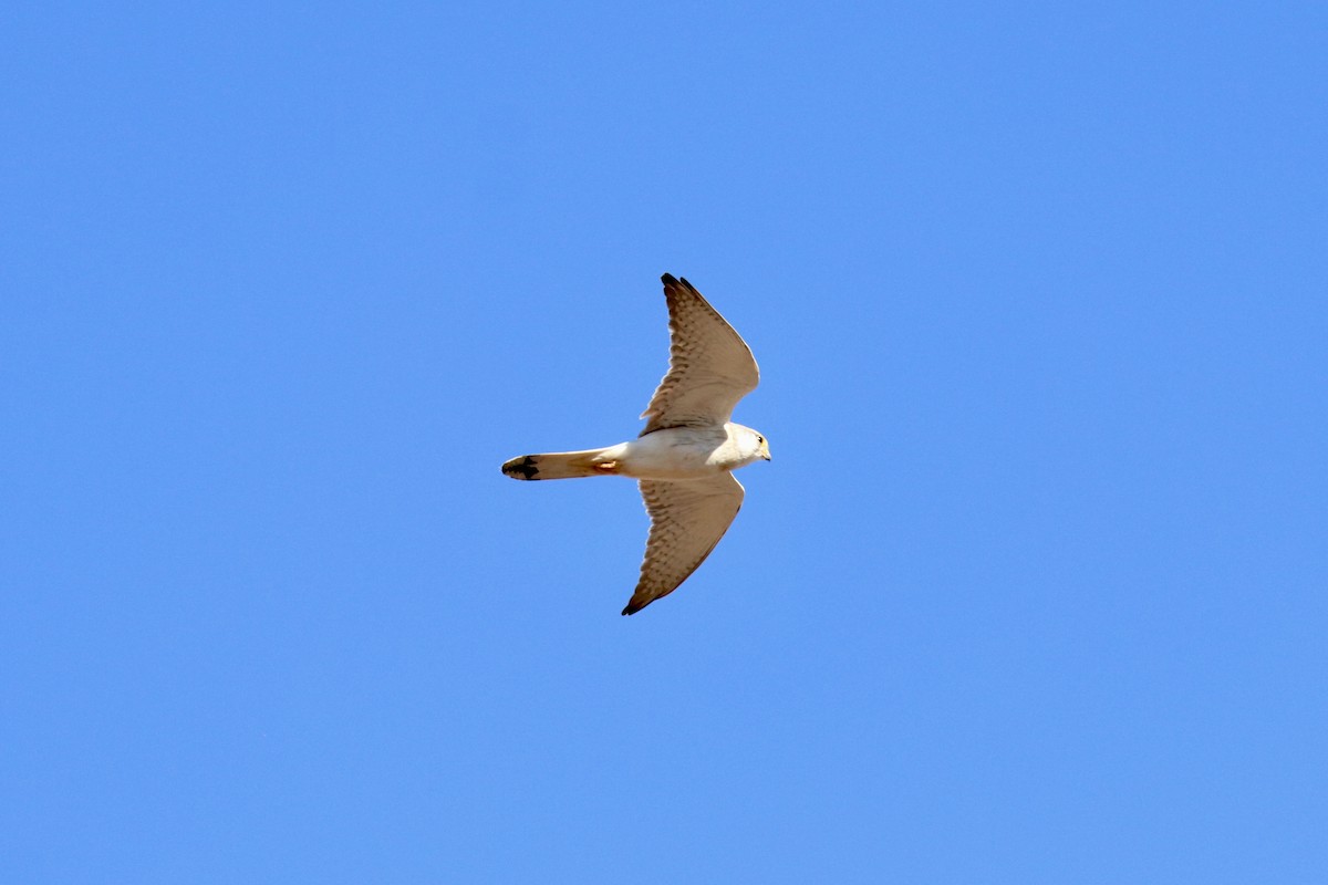 Nankeen Kestrel - ML641907281