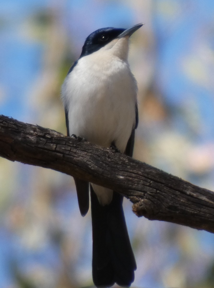 Restless Flycatcher - ML641907284