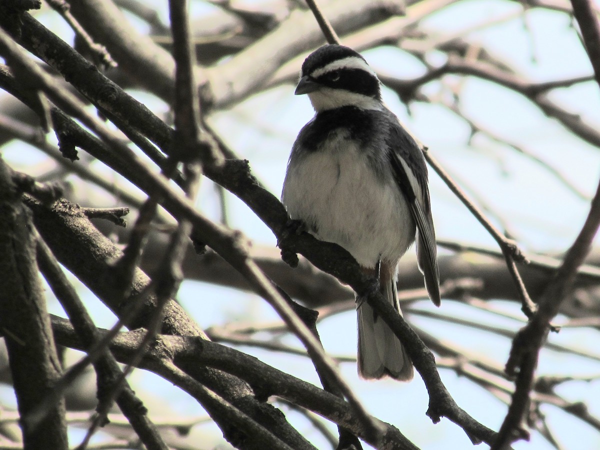 Ringed Warbling Finch - ML641907302