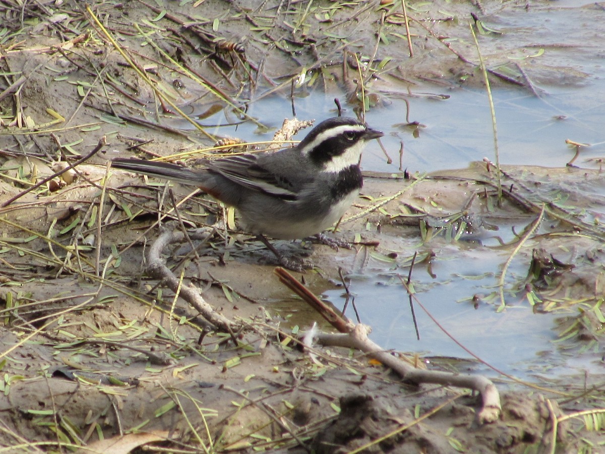 Ringed Warbling Finch - ML641907303