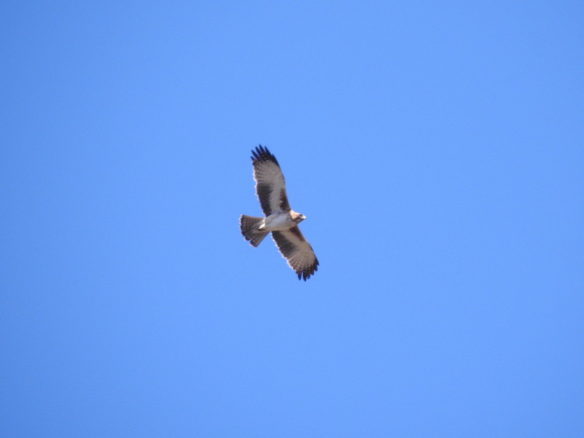 Little Eagle - ML641907331