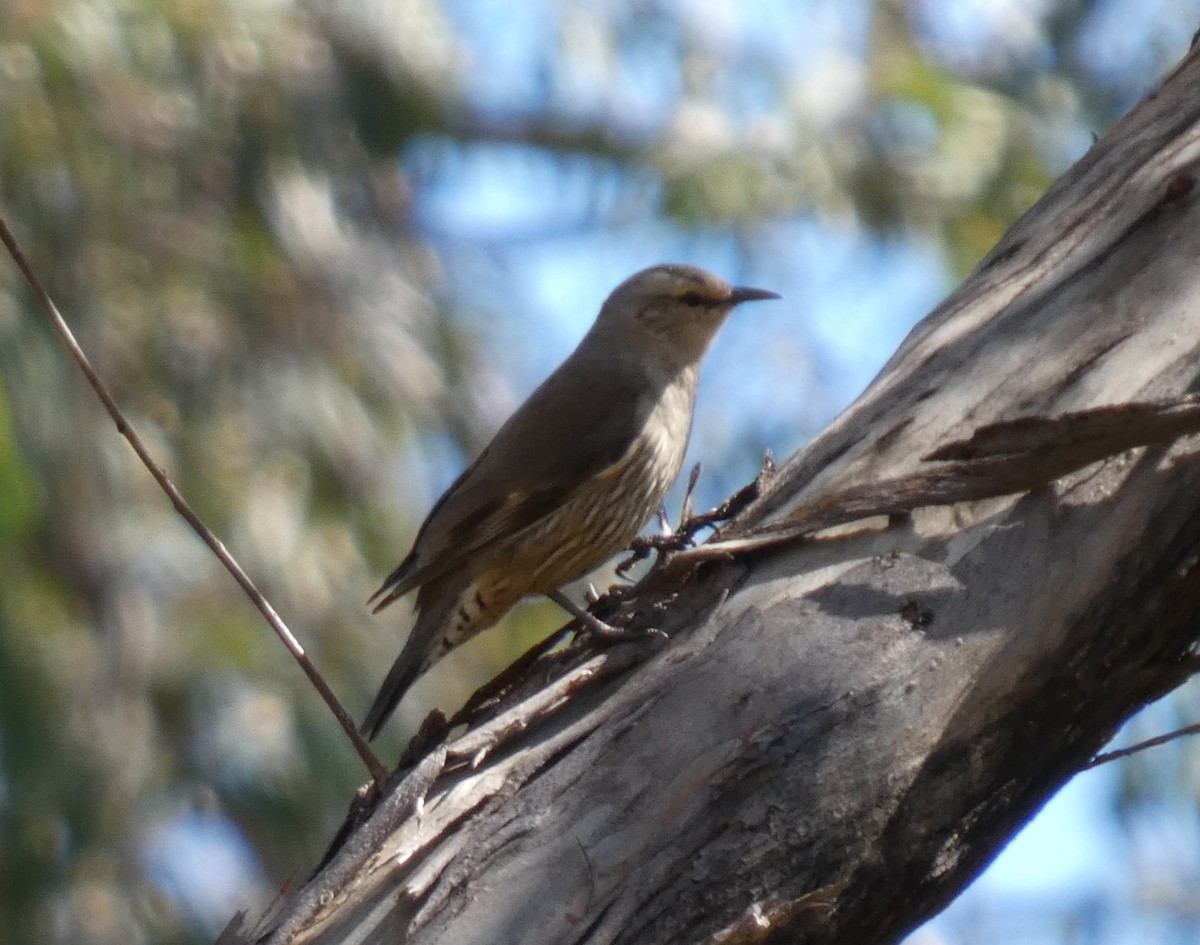 Brown Treecreeper - ML641907346