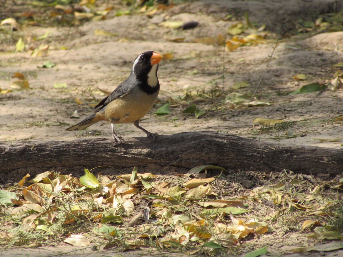 Golden-billed Saltator - ML641907356