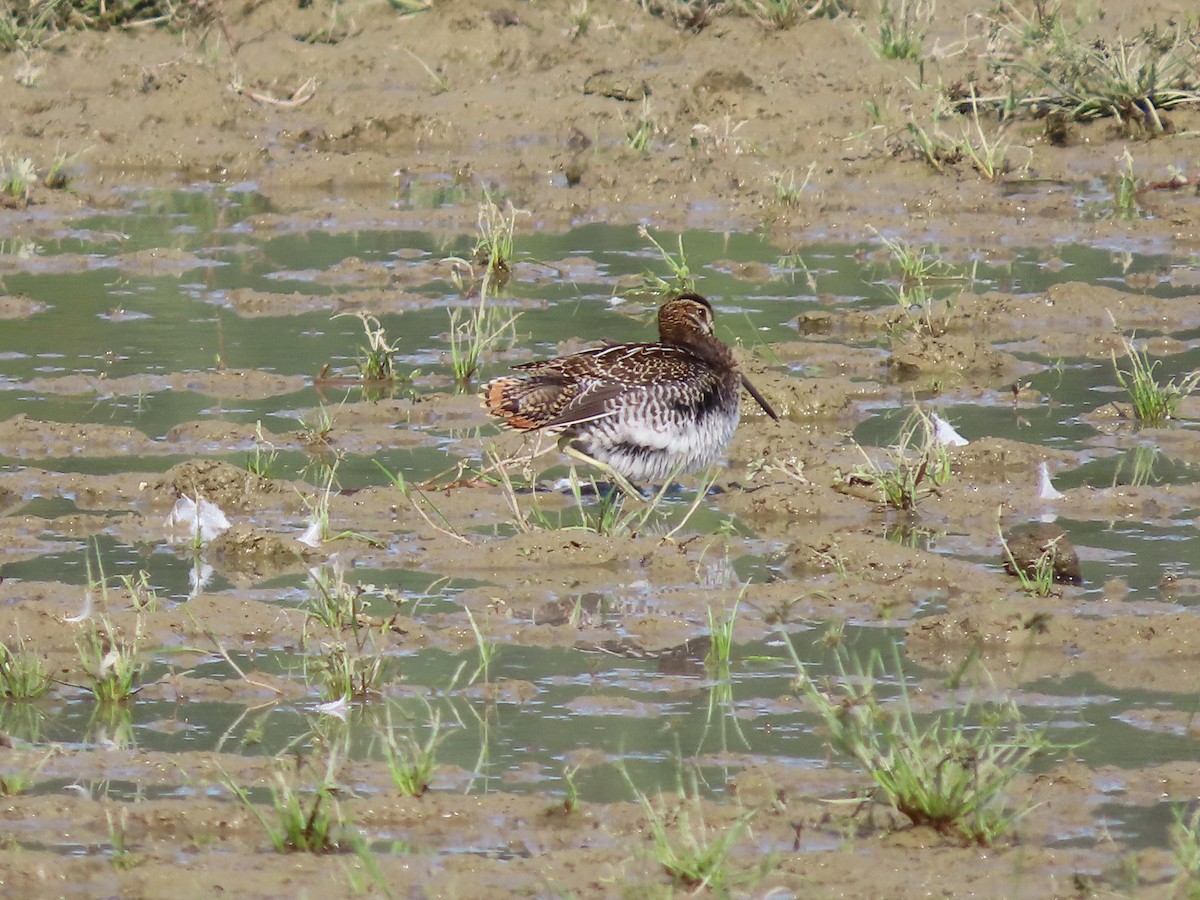 Common Snipe - ML641907367