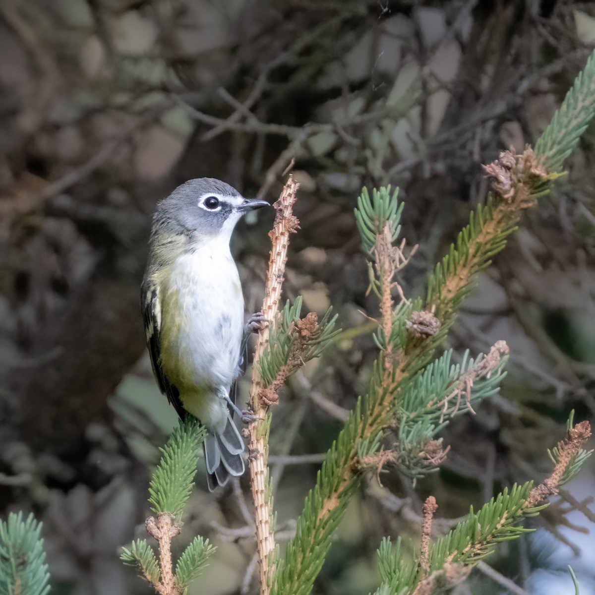 Blue-headed Vireo - ML641907370