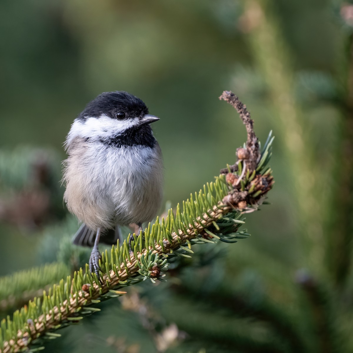 Black-capped Chickadee - ML641907372