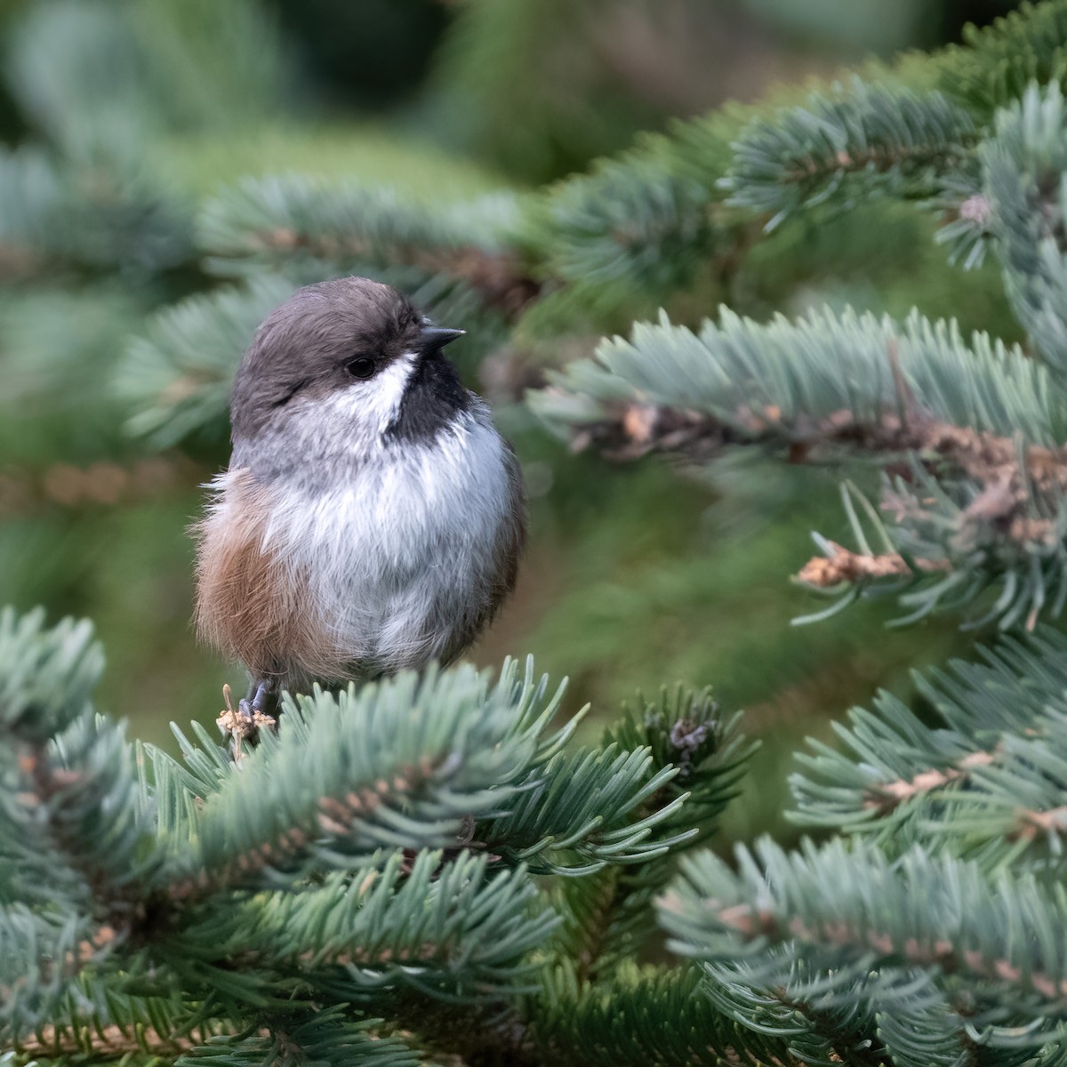 Boreal Chickadee - ML641907374