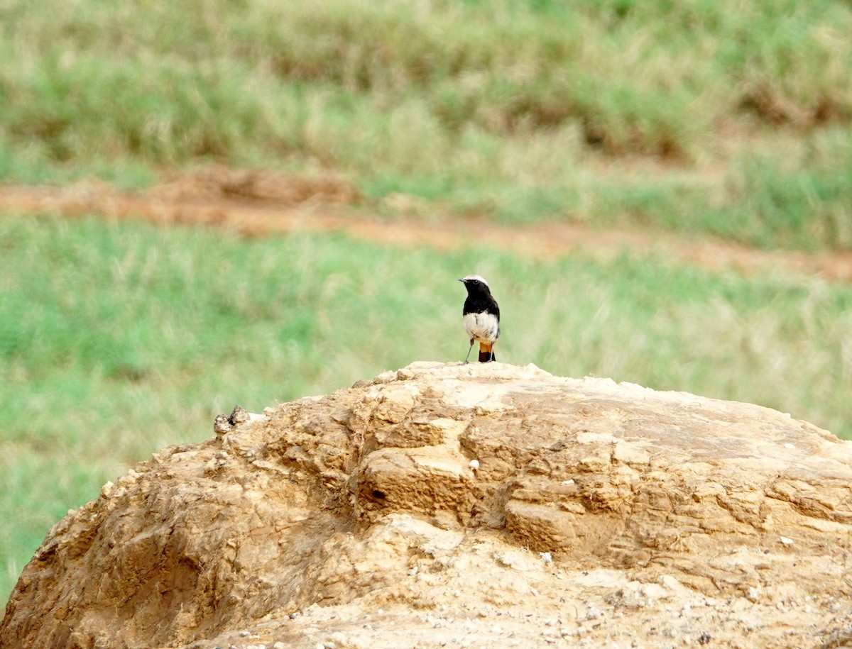 Abyssinian Wheatear - ML641907375
