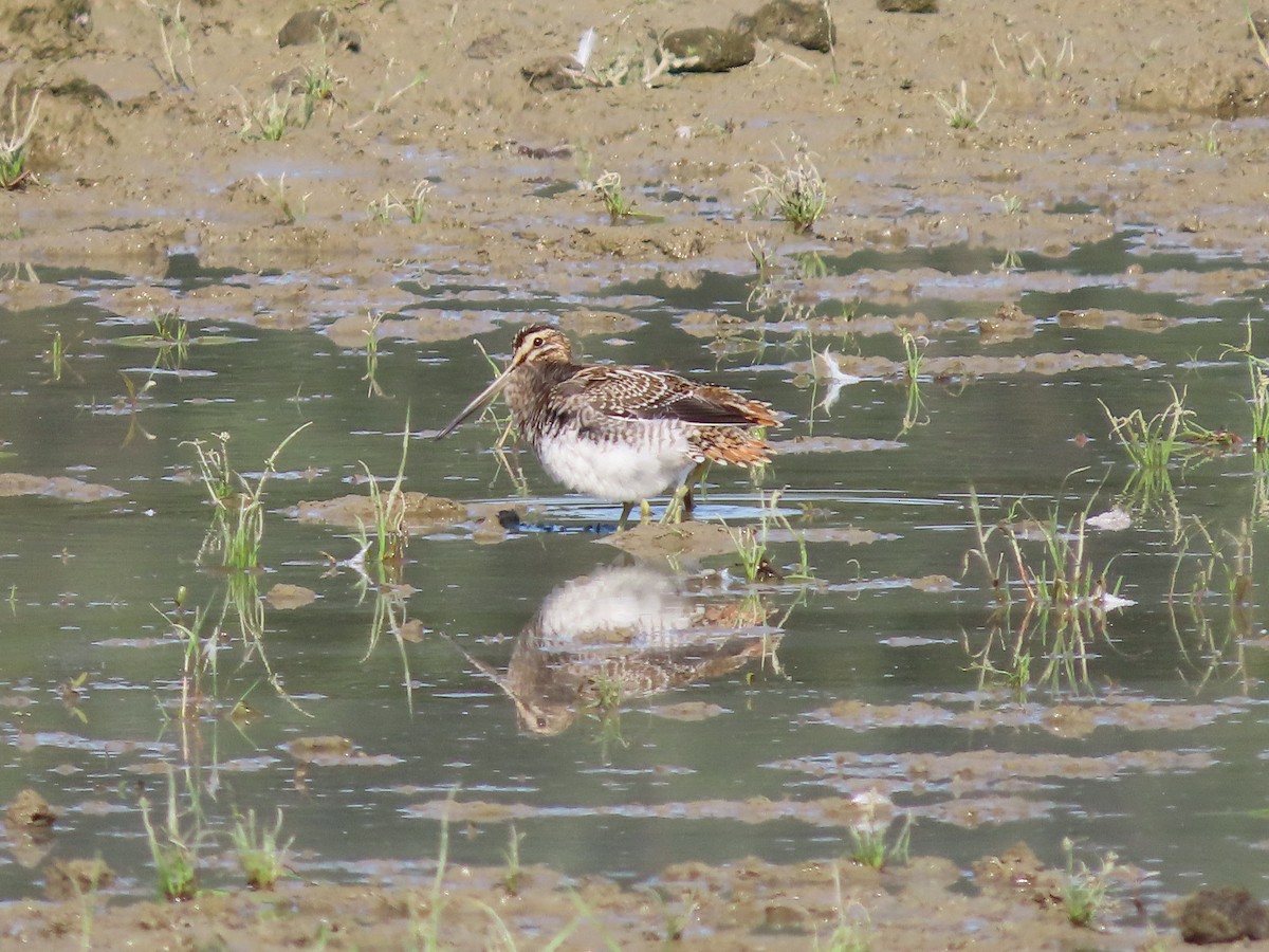 Common Snipe - ML641907377
