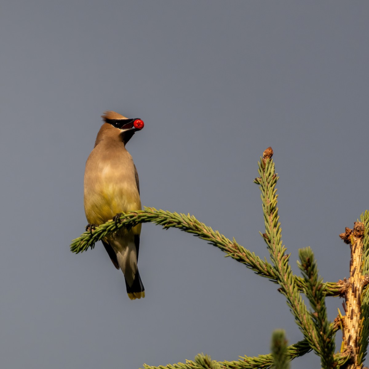 Cedar Waxwing - ML641907380