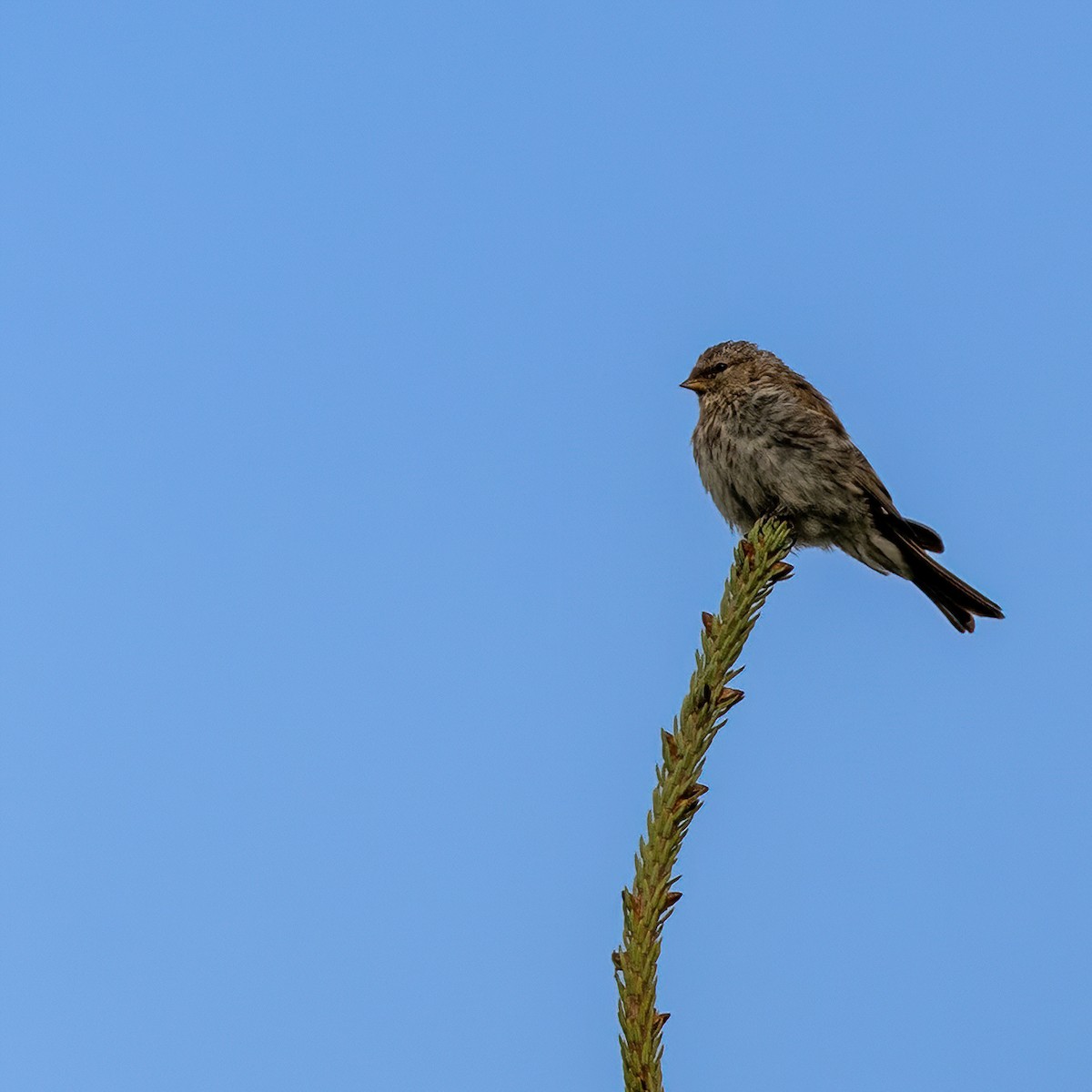 Redpoll - ML641907381