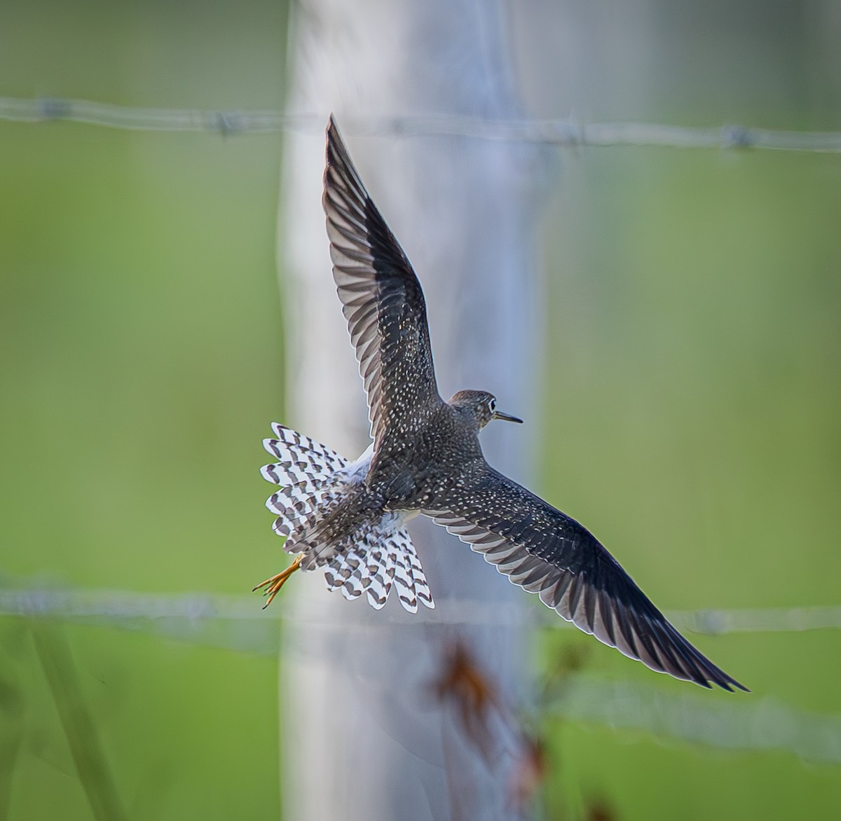 Solitary Sandpiper - ML641907386