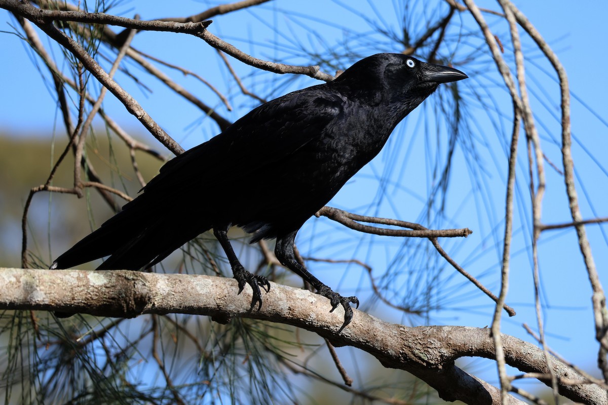 Torresian Crow - ML641907405