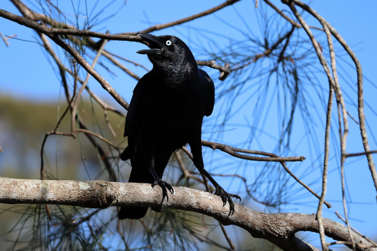 Torresian Crow - ML641907406