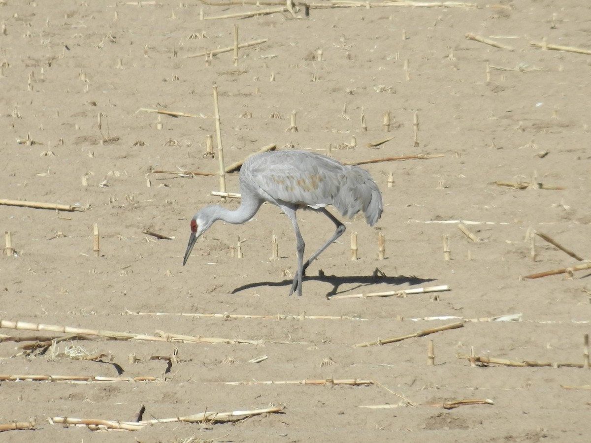 Sandhill Crane - ML641907407