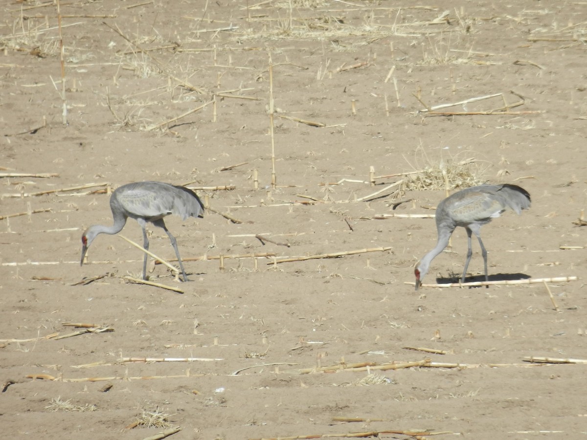 Sandhill Crane - ML641907408