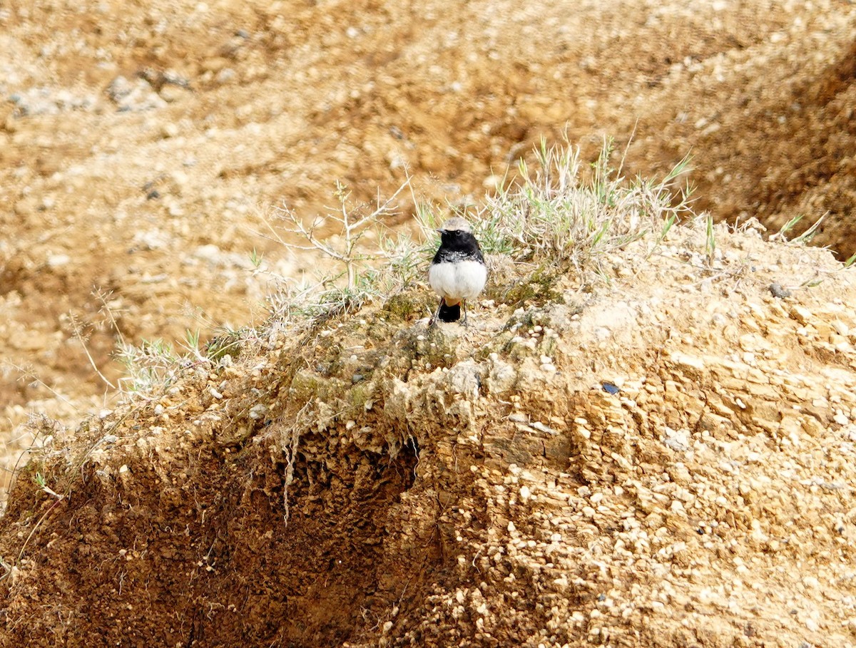 Abyssinian Wheatear - ML641907418