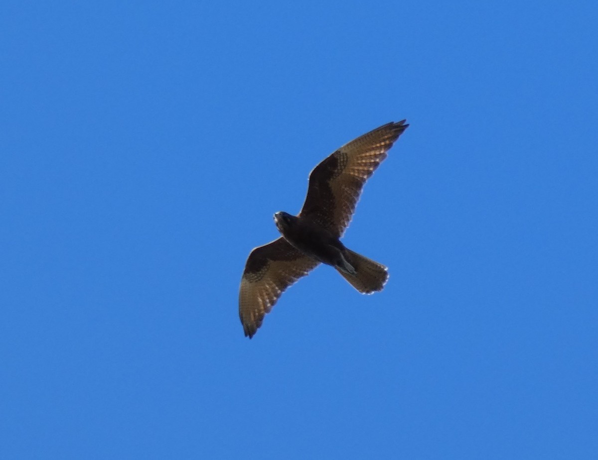 Brown Falcon - ML641907424