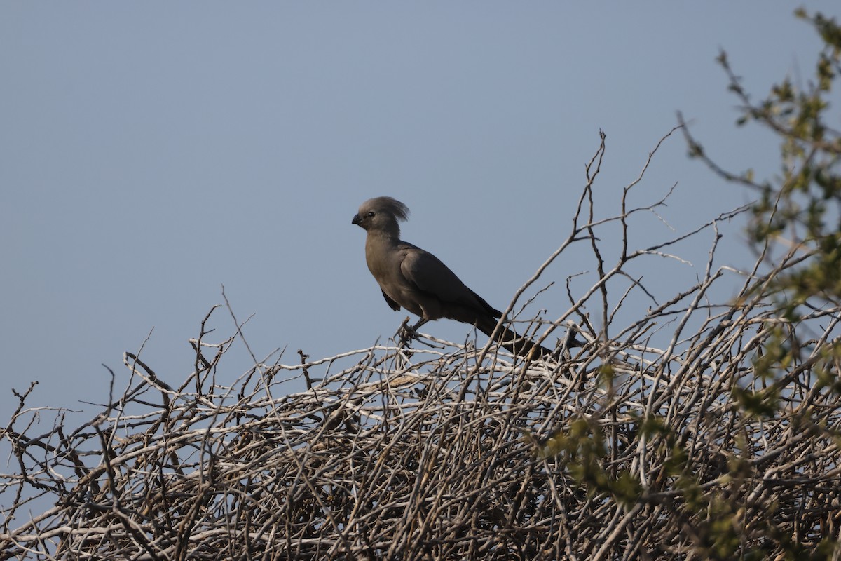 Gray Go-away-bird - ML641907441