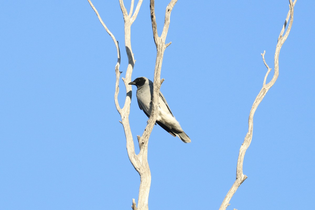 Black-faced Cuckooshrike - ML641907457