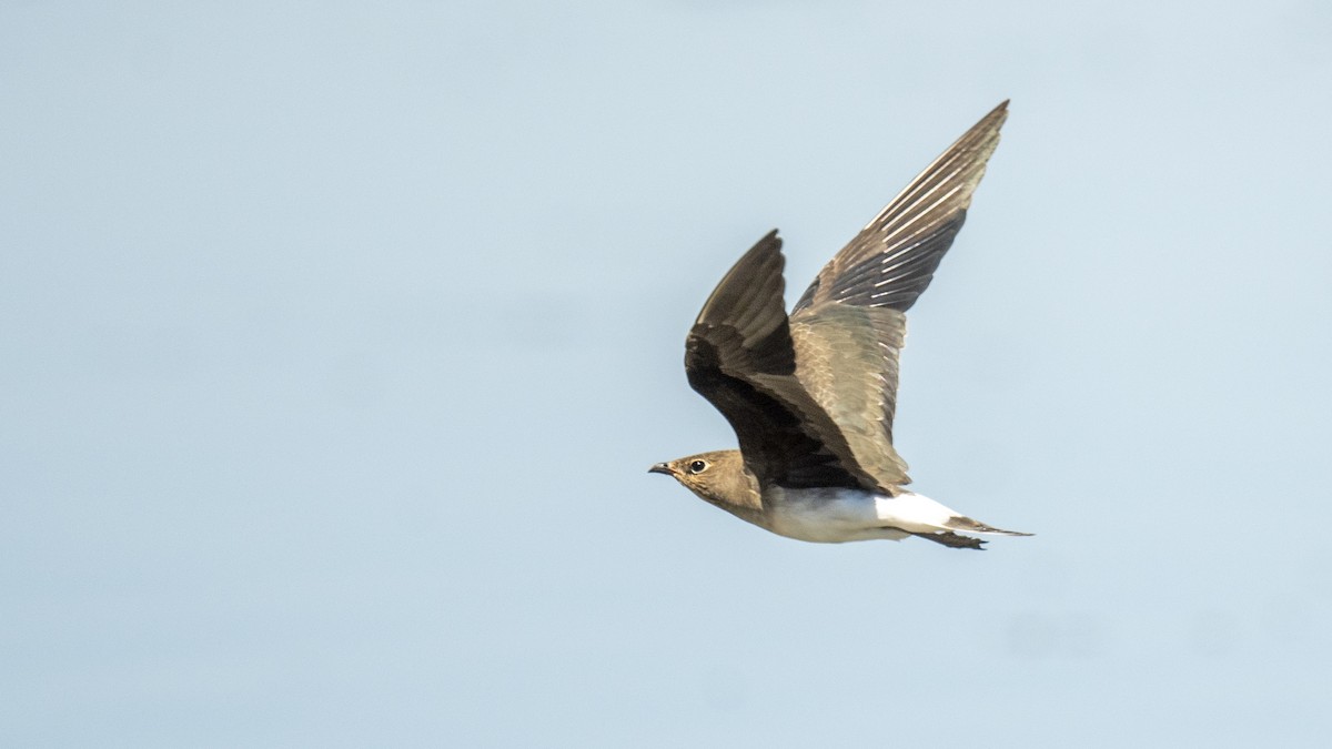 Black-winged Pratincole - ML641907473