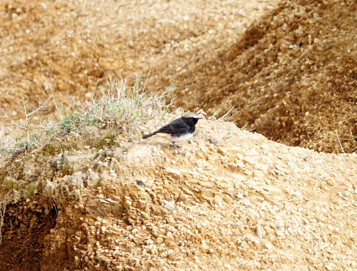 Abyssinian Wheatear - ML641907477