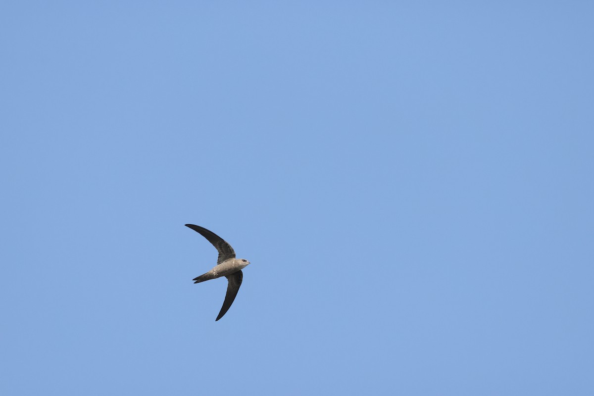 Bradfield's Swift - ML641907484