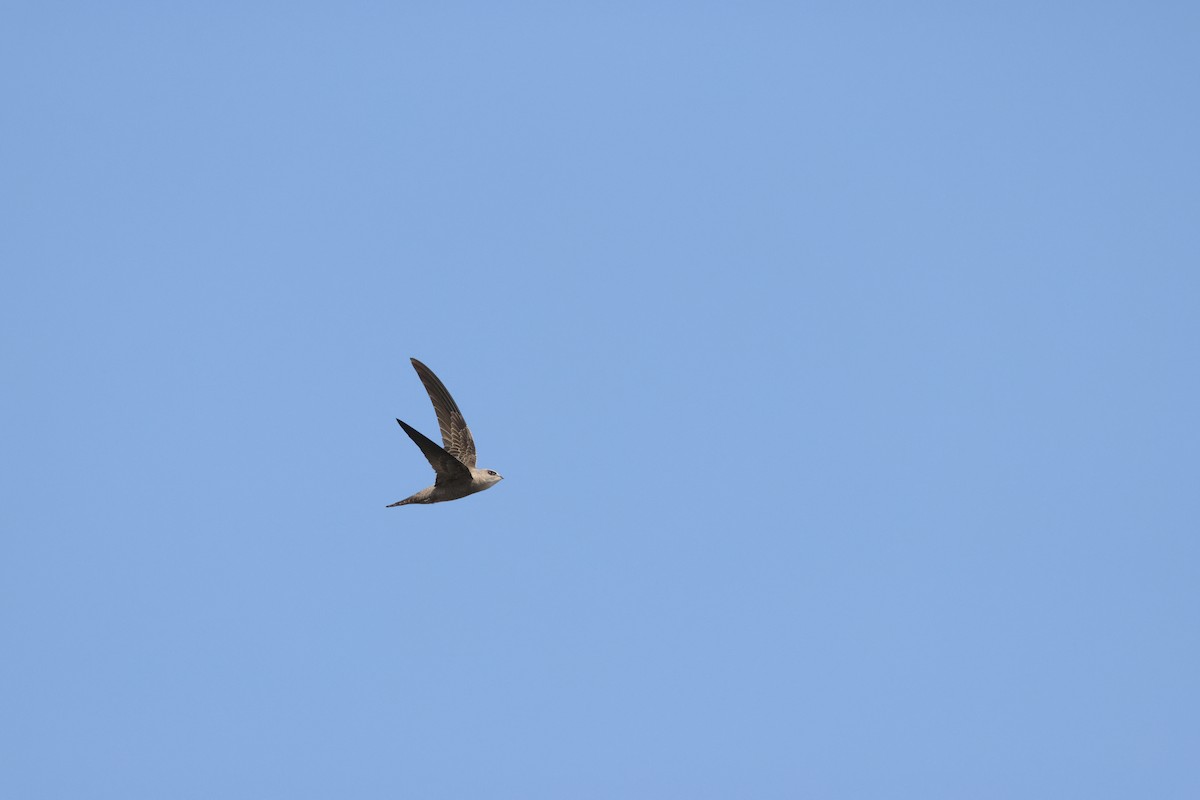 Bradfield's Swift - ML641907485