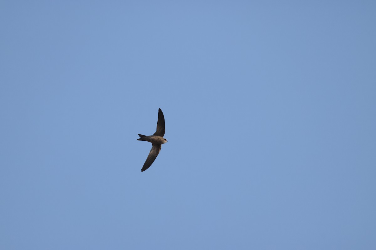 Bradfield's Swift - ML641907486