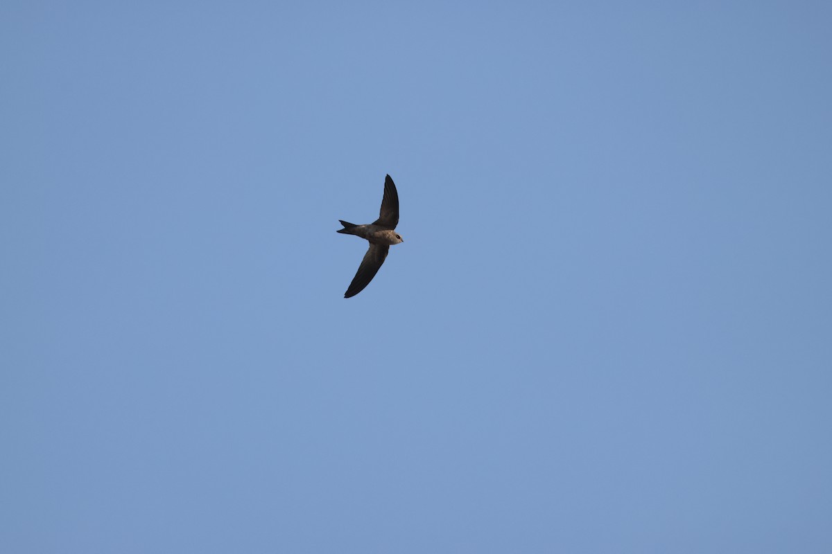 Bradfield's Swift - ML641907487